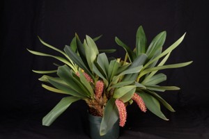 Eria palmifolia Huntington's Valentine CHM 87 pts.